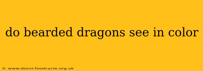 do bearded dragons see in color