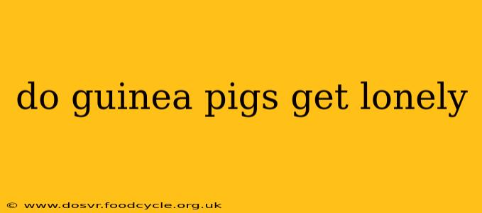do guinea pigs get lonely