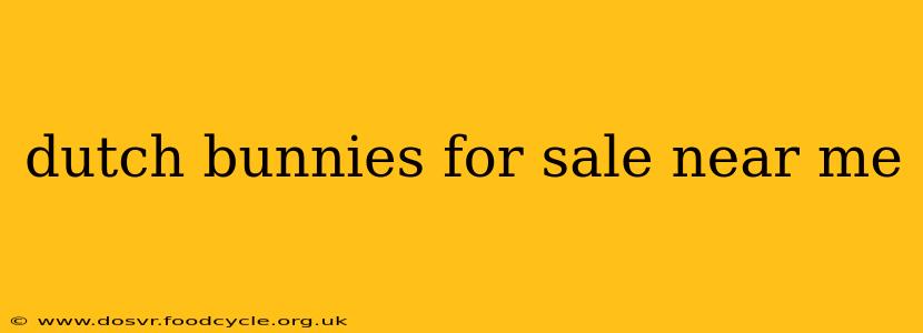 dutch bunnies for sale near me