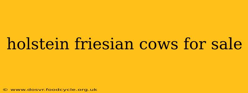 holstein friesian cows for sale