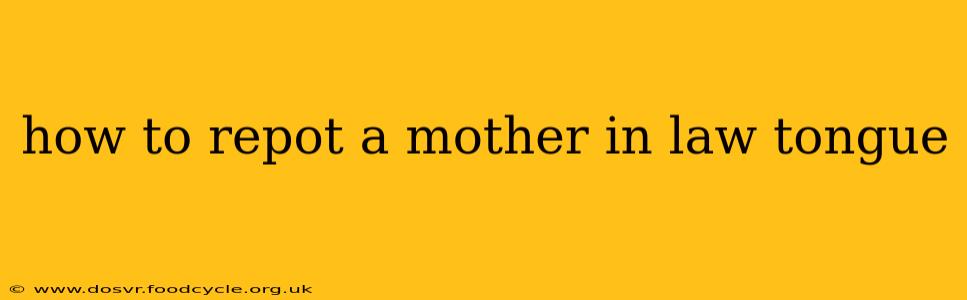 how to repot a mother in law tongue