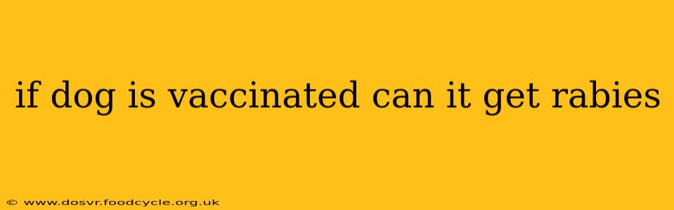 if dog is vaccinated can it get rabies