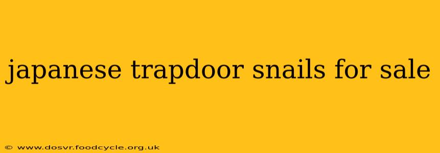 japanese trapdoor snails for sale