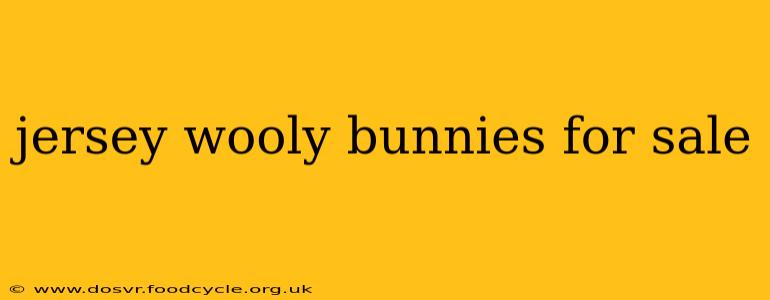 jersey wooly bunnies for sale