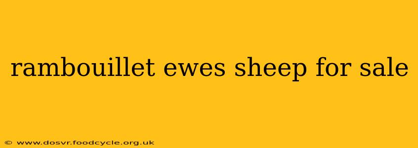 rambouillet ewes sheep for sale