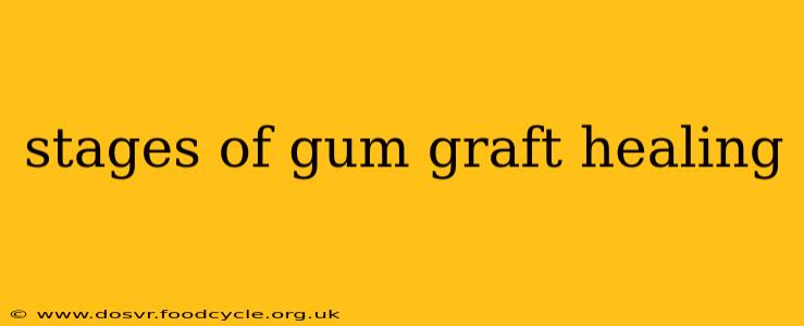 stages of gum graft healing