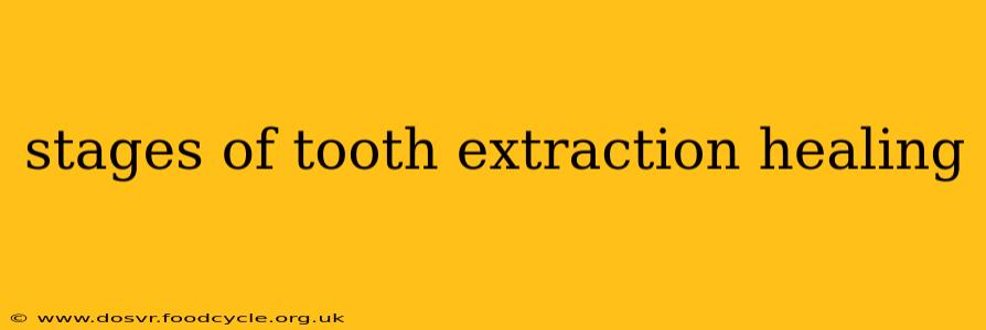 stages of tooth extraction healing
