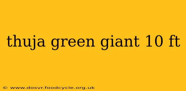 thuja green giant 10 ft