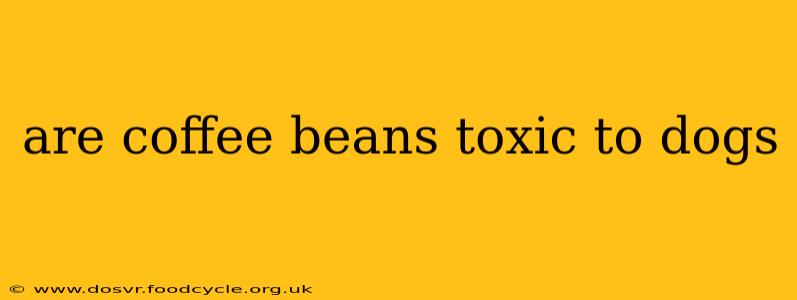 are coffee beans toxic to dogs