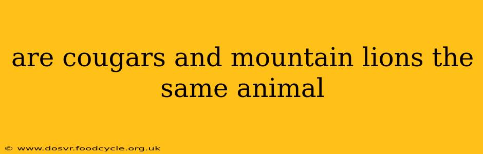 are cougars and mountain lions the same animal