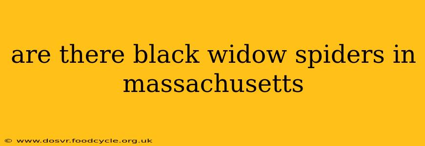 are there black widow spiders in massachusetts