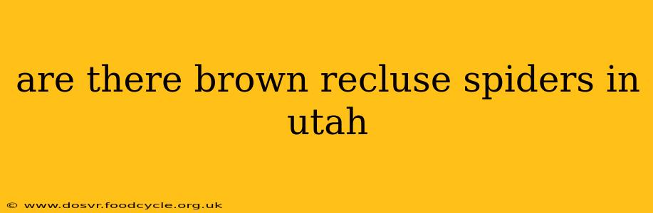 are there brown recluse spiders in utah
