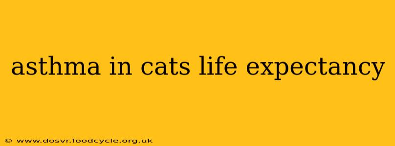 asthma in cats life expectancy