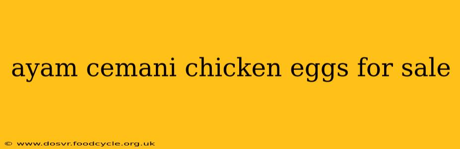 ayam cemani chicken eggs for sale