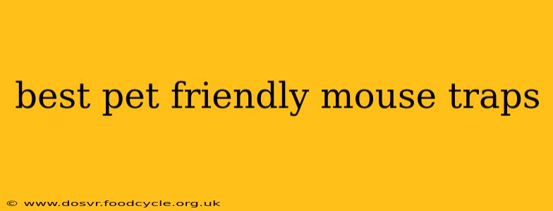 best pet friendly mouse traps