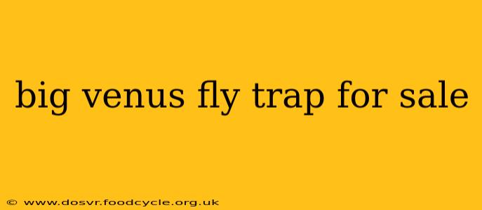 big venus fly trap for sale