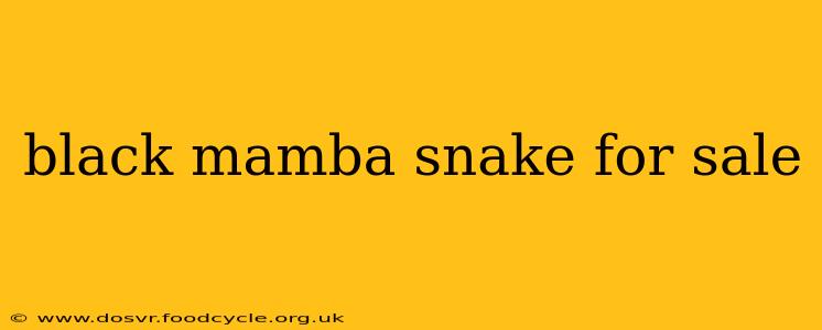 black mamba snake for sale