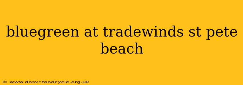 bluegreen at tradewinds st pete beach
