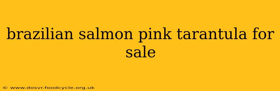 brazilian salmon pink tarantula for sale