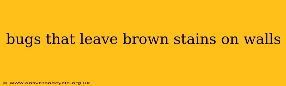 bugs that leave brown stains on walls