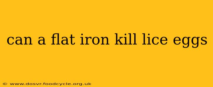 can a flat iron kill lice eggs