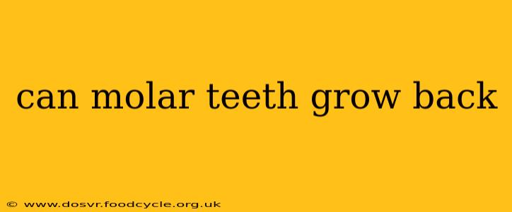 can molar teeth grow back