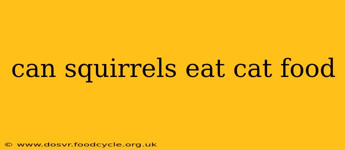can squirrels eat cat food