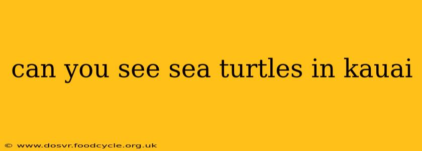 can you see sea turtles in kauai