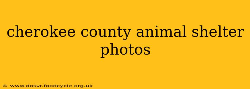 cherokee county animal shelter photos