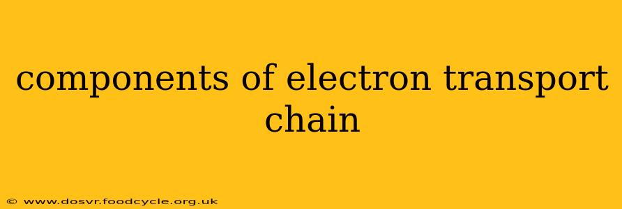 components of electron transport chain