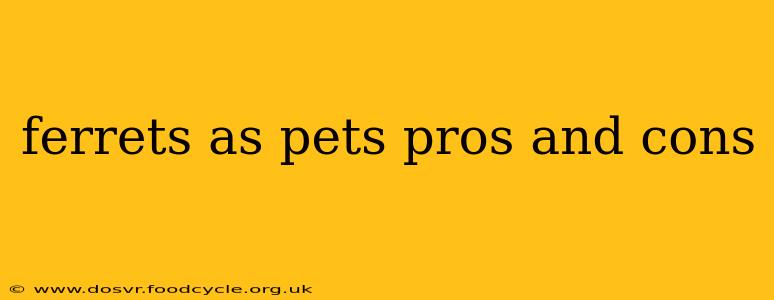 ferrets as pets pros and cons