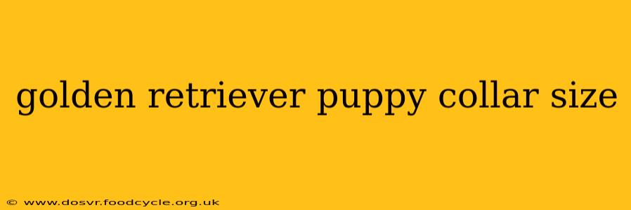 golden retriever puppy collar size