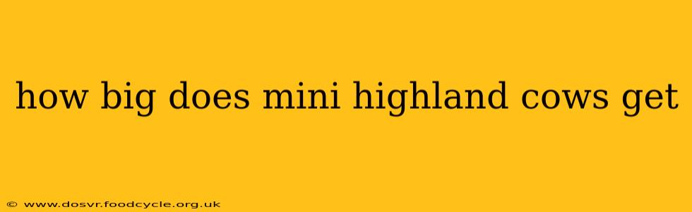 how big does mini highland cows get
