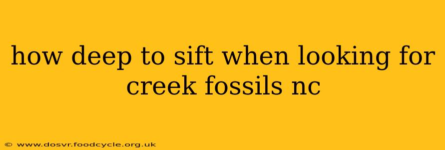 how deep to sift when looking for creek fossils nc