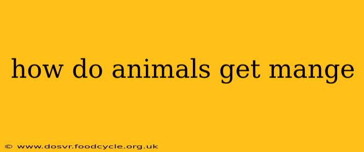 how do animals get mange
