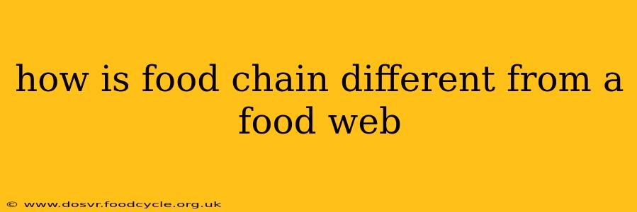 how is food chain different from a food web