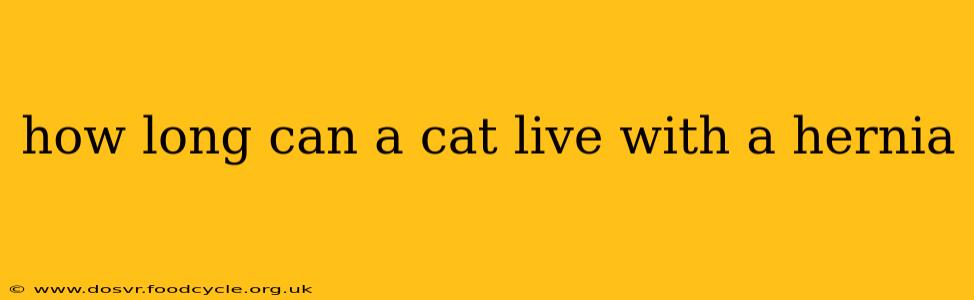 how long can a cat live with a hernia