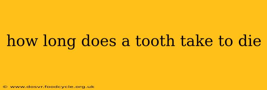 how long does a tooth take to die