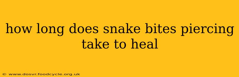 how long does snake bites piercing take to heal