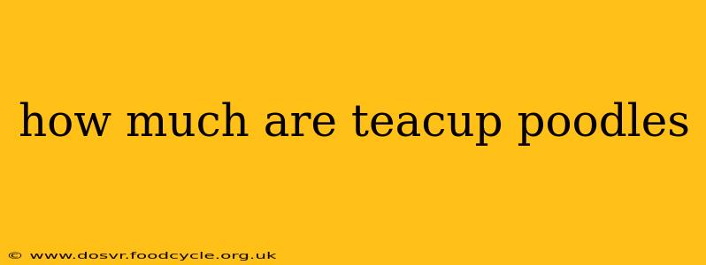 how much are teacup poodles