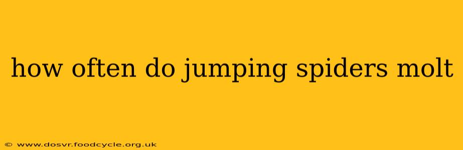 how often do jumping spiders molt
