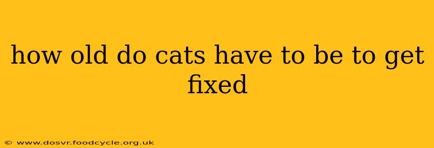 how old do cats have to be to get fixed