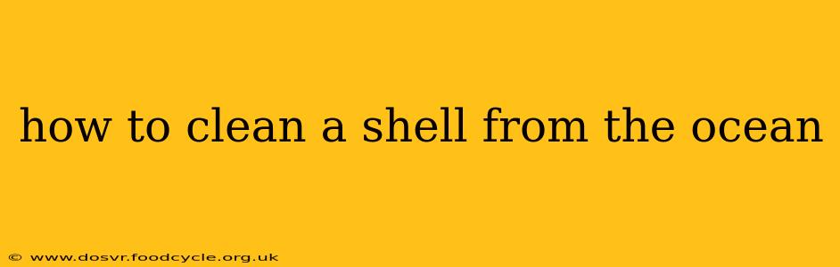 how to clean a shell from the ocean
