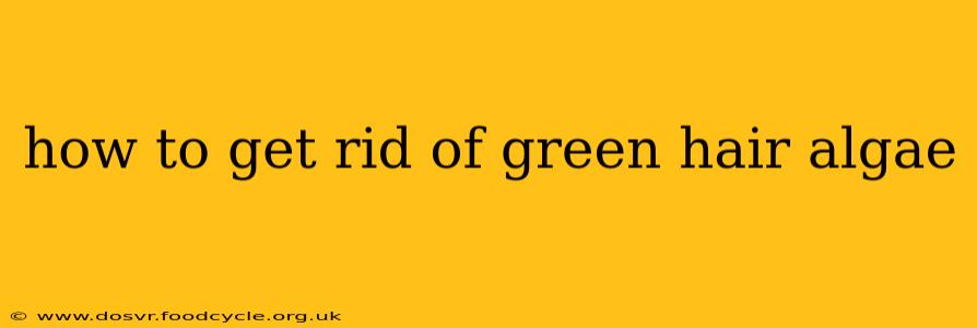 how to get rid of green hair algae