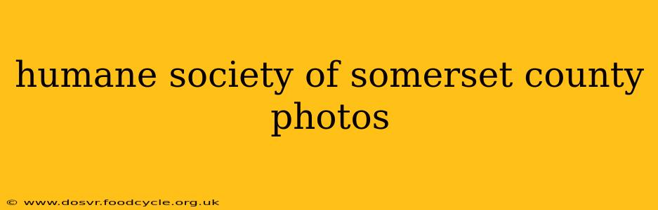 humane society of somerset county photos