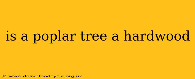 is a poplar tree a hardwood