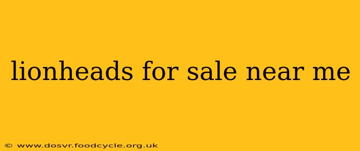 lionheads for sale near me