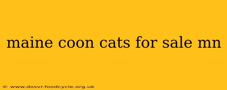 maine coon cats for sale mn