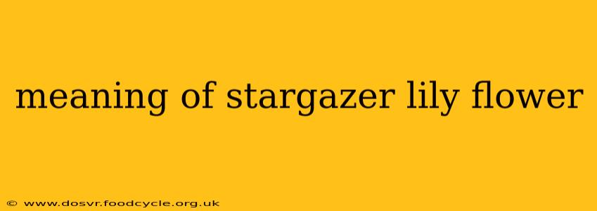 meaning of stargazer lily flower