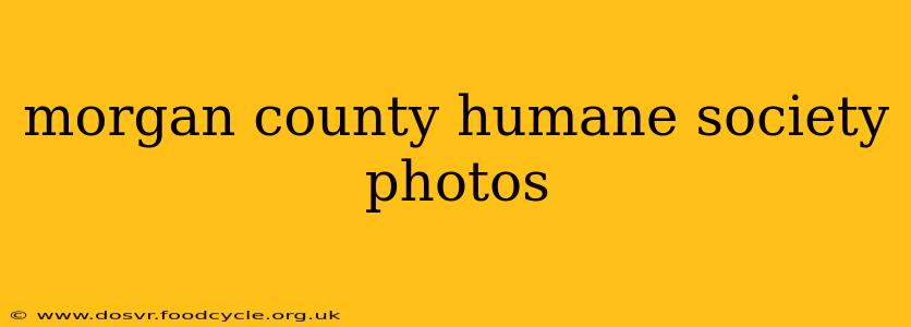 morgan county humane society photos